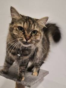 Female Maine Coon Munchkin