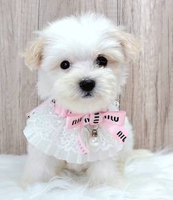 Maltipoo