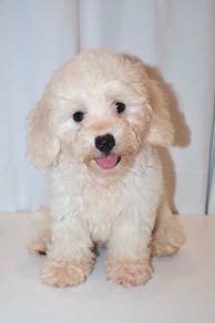 J0044 Maltichon White Fluffy Round Face Dog