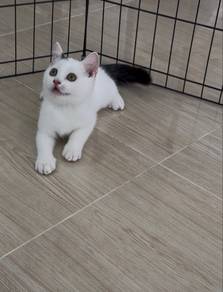 Kucing BSH Mix Persian