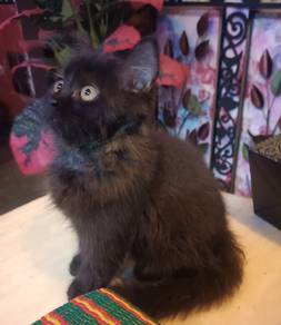 Black kitten 🐈⬛