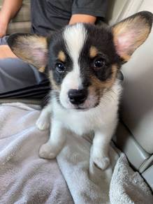 Charming Corgi Cute Fluffy Butt Puppy Baby Puppy