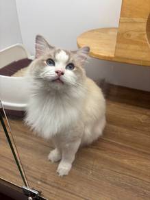 Kucing Ragdoll Cat with Cert