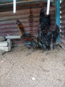 ayam bulu balik