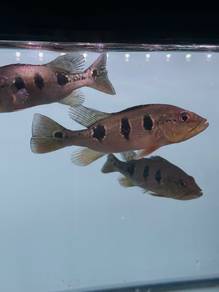 Peacock Bass Orinoco