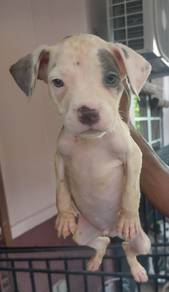 Good breed puppies