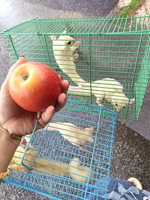 sugar glider leusictic/creamino
