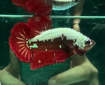 betta fish