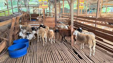 Kambing Biri Biri