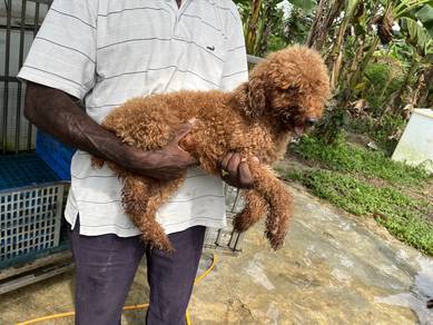 poodle male