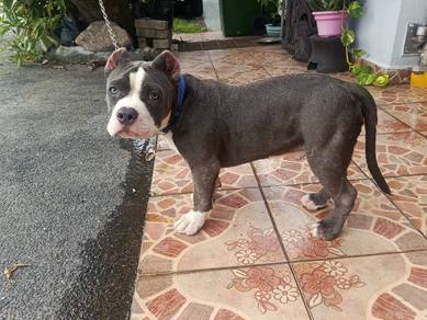bully puppies 