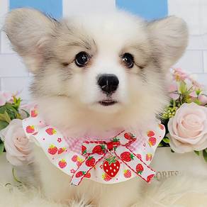 Corgi