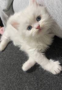 White Kitten Mainecoone Persian
