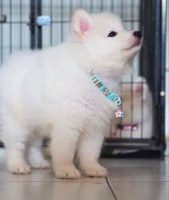 Samoyed Puppy Male 340
