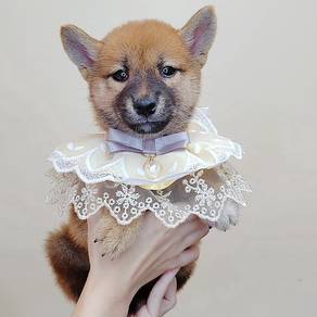Shiba Inu