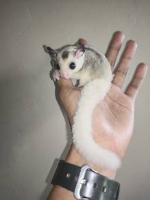sugar glider