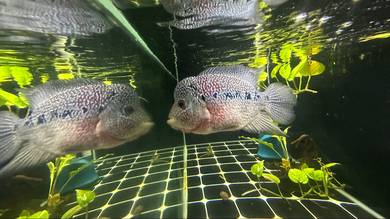 Flowerhorn