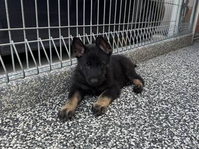 German shepherd working line