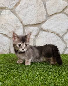 K1 Munchkin 