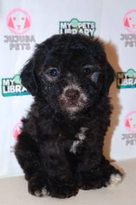 J0097 Poodle Round Eyes Teddy Bear Dog