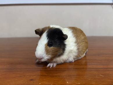 guinea pig