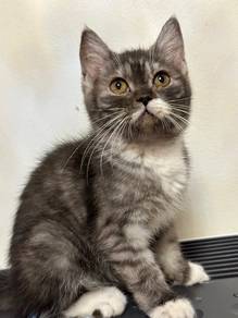 Kitten