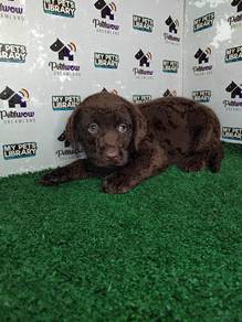 Labrador Retriever chocolate mka