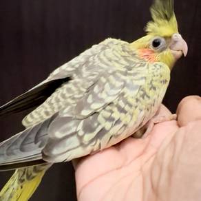 Cockatiel Pearl Handfeed Jinak