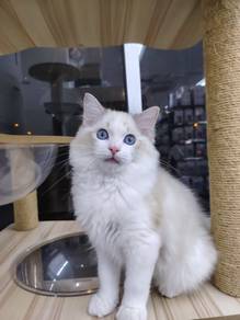 Ragdoll male