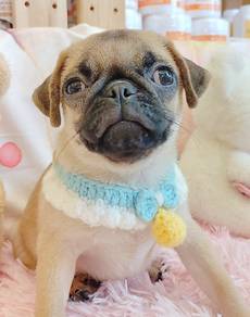 Pug
