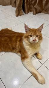 MaineCoon