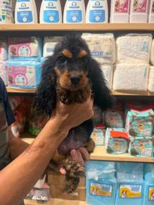 Cocker spaniel puppy
