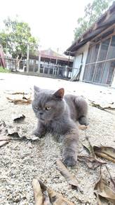 Kucing BSH PURE (kelabu)