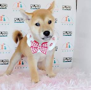 Shiba Inu