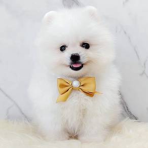 Pomeranian