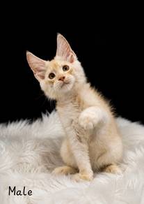 Maine Coon