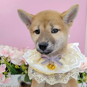 Shiba