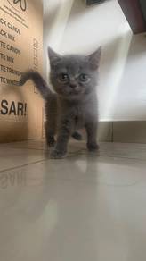 British Shorthair (BSH) Pure Grey Umur 2 Bulan