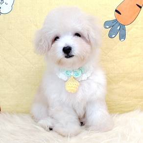 Poodle Toy