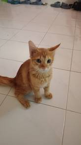 anak kucing diberi free