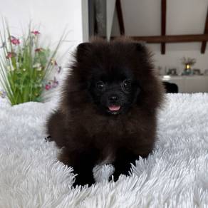 black color pomeranian c