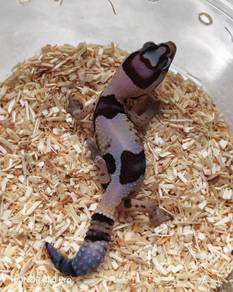Gecko