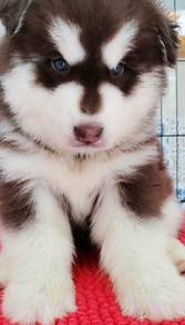 Wooly husky