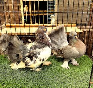 Burung Merpati Fantail Matang