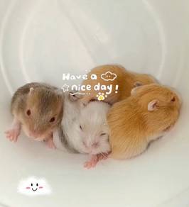 Dwarf hamster baby - PM anytime