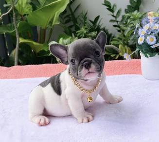FRENCH BULLDOG PUPPIES VIP187🌻Cute & Healthy Girl