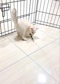 Kucing Persian Ekor Kembang