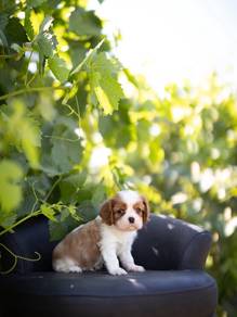 King Charles 21