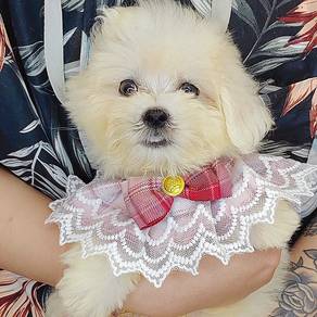 Maltese