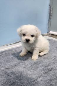 Bichon Frise 